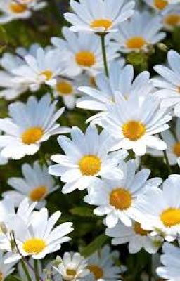 [Oneshot]Gửi em một đoá hoa ver.2