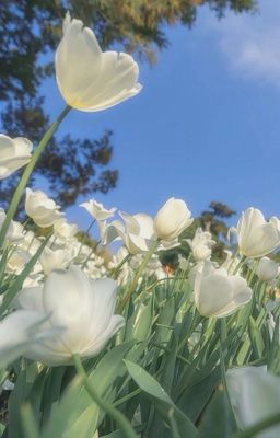 | oneshot triển thừa |