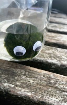| OP | ZoSan | Dịch | Tired Marimo