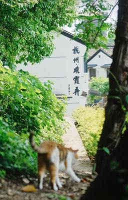 os ⨯ mega smp | sân nhà có mèo.