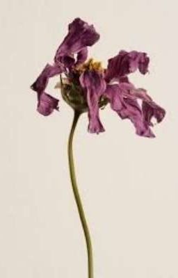 Petals Of A Dying Flower