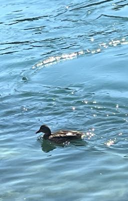 phainaxa; whisper in the rain