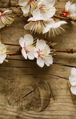 phiên ngoại SAM SAM ĐẾN ĐÂY ĂN NÈ