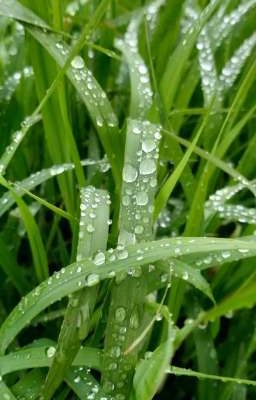 [quân lâm thiên hạ] cỏ sau mưa