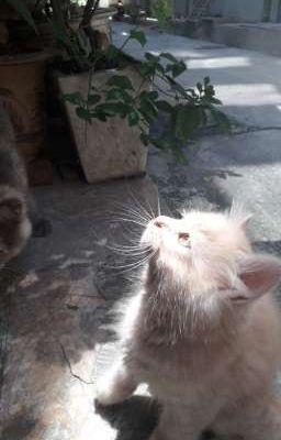 [QuinnLy] Hơi thôi!