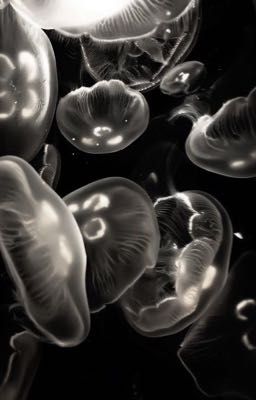 r21 | onran ♱ collab | lối dẫn ♱ The Grandmaster At Arms