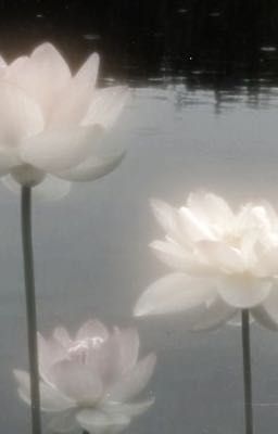 [Rhycap]Hồi-Đáp