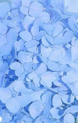 [ Rhycap + MyOcs + Xuyên không ] : Bó hoa cẩm tú đặc biệt