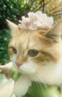 rhycap 𝜗𝜚 fairy