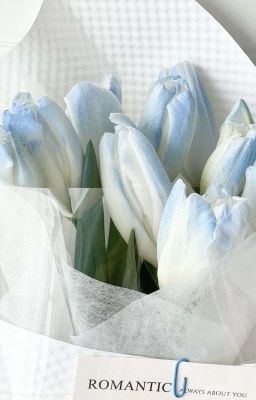 [RinBachi] Không bao giờ là muộn màng 