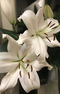 [rusame] hoa, rượu, và người thương.