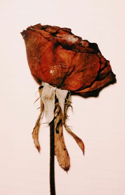 [Sae centric] - Thú vật