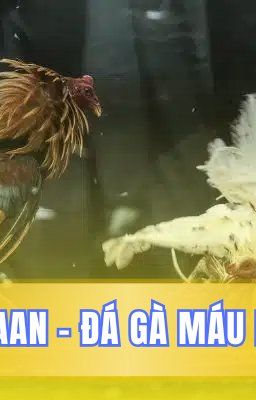 Sản phẩm Digmaan BJ888 Đấu Trường Đá Trực Tuyến Số 1 Châu Á