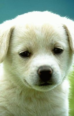 Sát trận thú chương - Duật dương