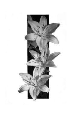 SeanKeon | Bản Tuyên Án.