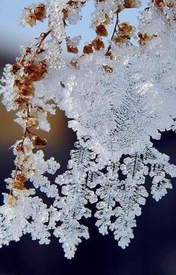 [Soft romance] - Bạch Dương trên đồi gió lộng