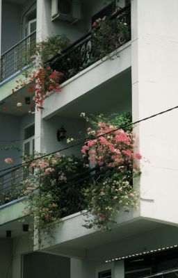 [STNeko] lon bia chiều hè