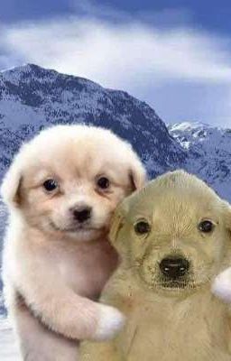 Thua cá cược nên phải viết MikeyHina