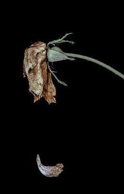 Tình Cảm Méo Mó Của Tôi 