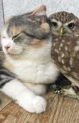 [Tráng thụ] Tôi Xuyên Không Thành Bác Sĩ Trong Tiểu Thuyết Tổng Tài !!?