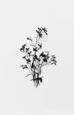 [Verkwan] Tigon tím nhạt