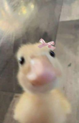 Vịt Vàng Wooje | Animal Mini...⁠ᘛ⁠⁐̤⁠ᕐ⁠ᐷ