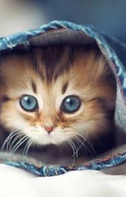 WARRIOR CAT SPOOFS!!!!!!!!!!!