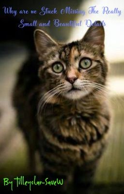 Why are we Stuck Missing The Really Small and Beautiful Details