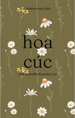 [wolfstar] hoa cúc