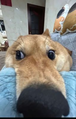 xuyên không trở về quay lại với chồng cũ