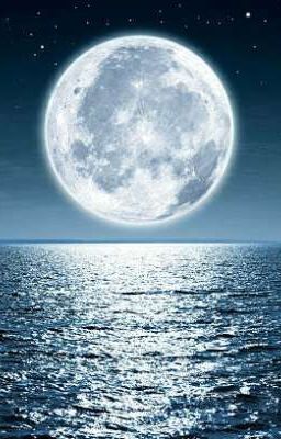 Y/n and The Moonlit Knights