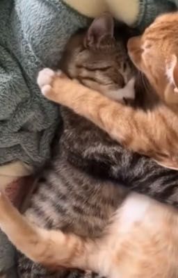 ᴄᴍᴇᴅ - ᴘʜᴏ̀ɴɢ ᴛʜᴜ