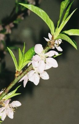 [猫花/chonut] | Hai năm ở bên anh