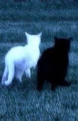 ⋆. 𐙚˚࿔ hieukng _ phép màu 𝜗𝜚˚⋆