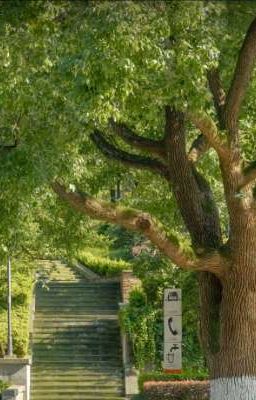 𝐌𝐮̀𝐚 𝐡𝐚̣ 𝐧𝐚̆𝐦 𝐚̂́𝐲  