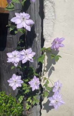 [𝙆𝙣𝙮] 𝘾𝙖́𝙘 𝙃𝙪𝙨𝙗𝙖𝙣𝙙𝙤 𝙫𝙖̀ 𝙃𝙪𝙩𝙖